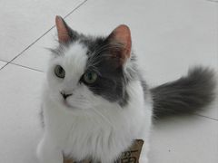 -怪兽屋·羊驼·猫咖·狗咖(俊华广场店)