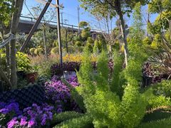 -龙大花卉苗木市场