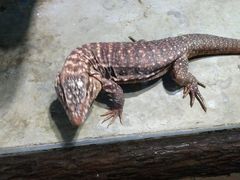 -石家庄市动物园