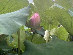 -陈家山荷花公园
