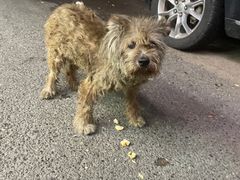 -味千拉面(双井店)