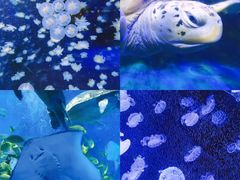 -太平洋海底世界