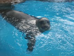 -海合安成都极地海洋公园