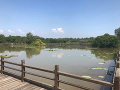 -大湾区中央湿地公园