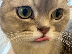 -Let's go狗咖·猫咖·奶狗·桌游(春熙路IFS店)