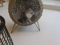 -飞行喵MR PILOT|猫舍·猫咖(静安大融城店)