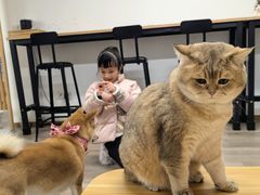 -柴迷FANS CLUB·柴犬狗咖·猫咖