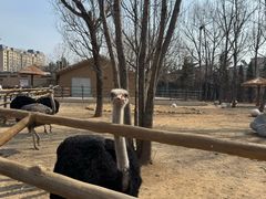 -大连森林动物园