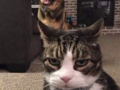 -CoCo都可(八达商城店)