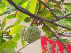 -新鸿港水果市场