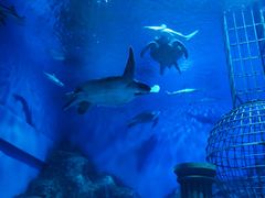 -芜湖新华联大白鲸海洋公园