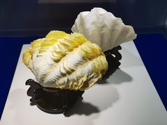-贝壳王国博物馆