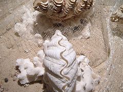 -亚龙湾中心广场·贝壳馆