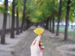 -钓鱼台银杏大道