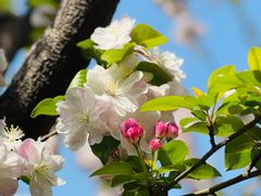 -海棠花溪(元大都城垣遗址公园)