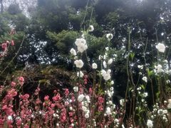 -桃花涧