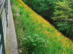 -西湖风景区-江洋畈生态公园