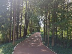 -桤木河湿地公园