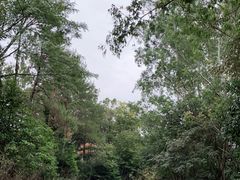 -广州市流溪河国家森林公园