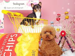 -超宠爱宠物摄影-Super pet