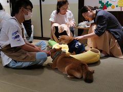 -逗柴咖啡屋·狗咖猫咖宠物桌游