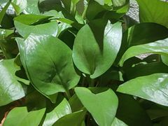 -胡家大厨(西三庄店)