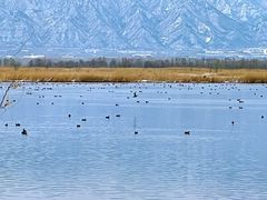 -野鸭湖国家湿地公园