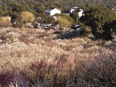 -香雪海