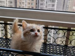 -平行世界·猫咖(首经贸店)