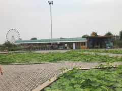 -白洋淀景区