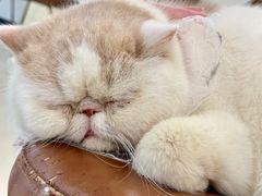 -共舞时光猫咖·狗咖(新街口店)