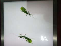 -上海昆虫博物馆