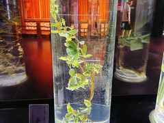-广东中医药博物馆