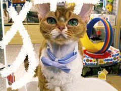 -momokira米努特·德文卷毛猫·棉花面纱犬