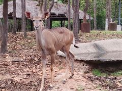 -清迈夜间动物园