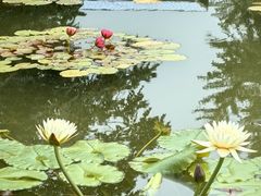 -莲花池公园