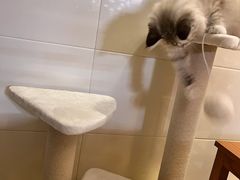 -关爱宠物医院·猫科中心·消化科(滨湖万达分院)