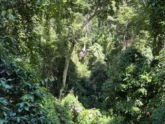 -西双版纳原始森林公园