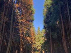 -山王坪喀斯特国家生态公园