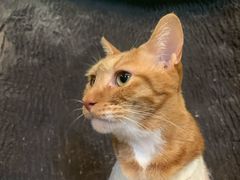 -猫猫幼稚园·撸猫·桌游·电玩