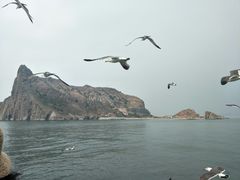 景点-长岛万鸟岛