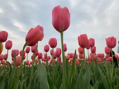 -上海鲜花港