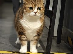 -咖法森林·咖啡  酒吧(天河店)