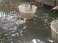 -鹅城