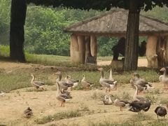 -杭州野生动物世界