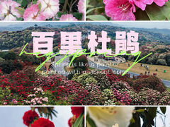 -贵州百里杜鹃风景名胜区