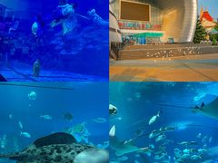 -烟台海昌鲸鲨海洋公园