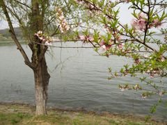 -羊山湖公园