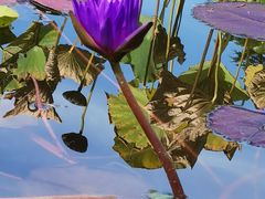 -国家植物园南园