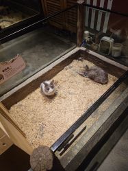 -造物庄园 萌宠纪(苏州湾歌林公园店)